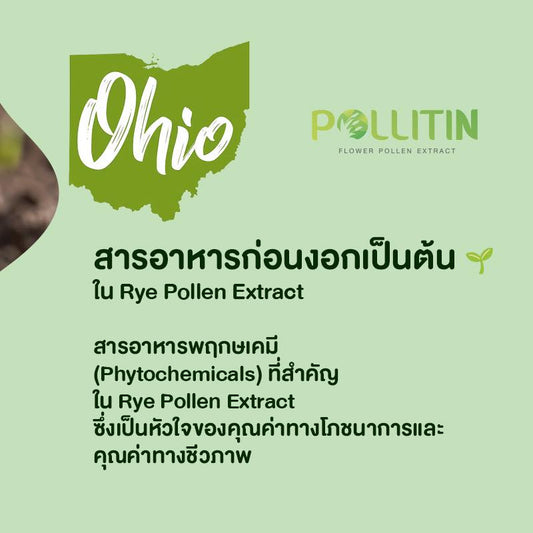 Rye Pollen Extract must be collected before it touches the ground