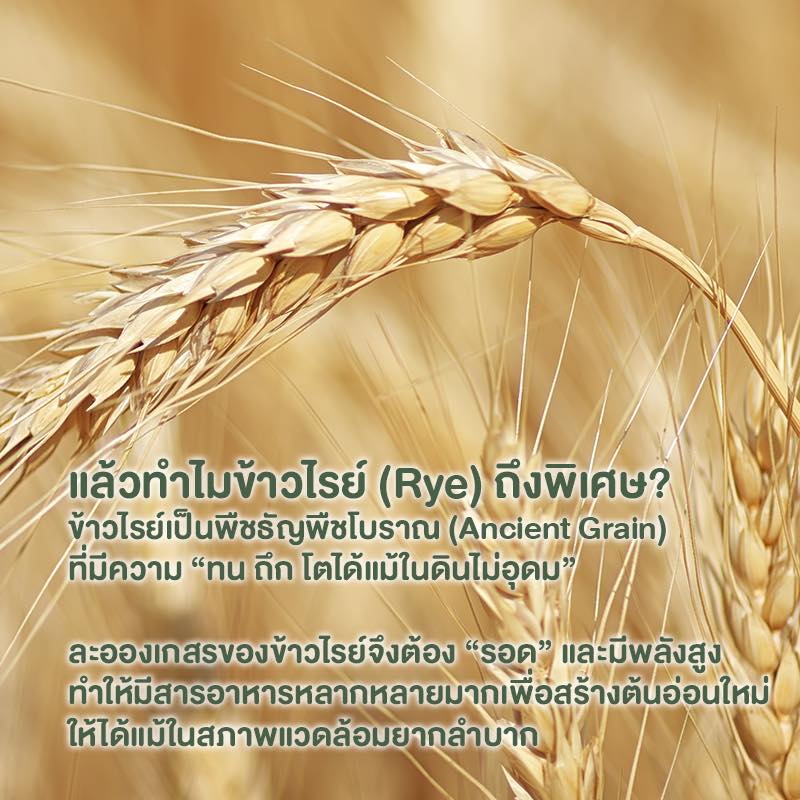 Rye Pollen — The Ancient Grain That Holds the Seed of Life